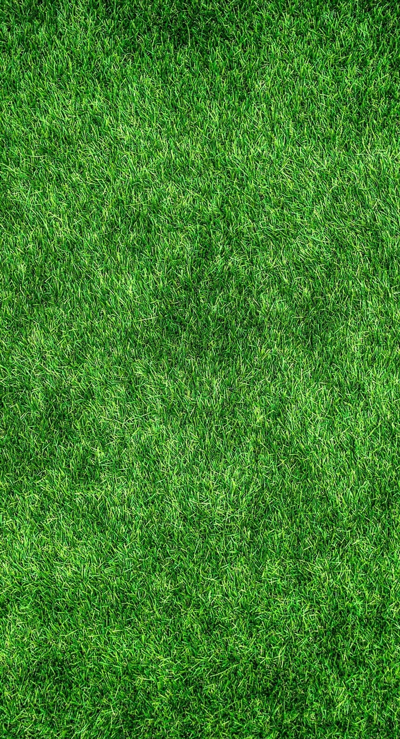 Eco-Friendly Trends